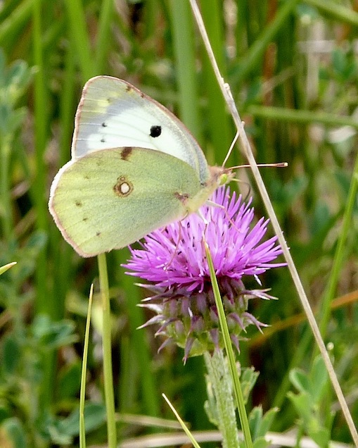Berger's clouded yellow
